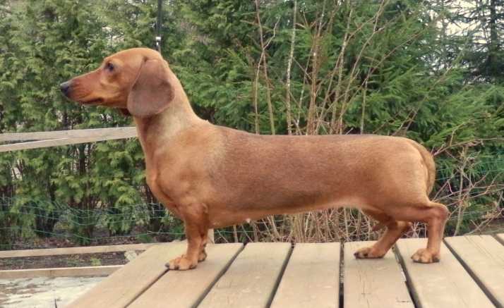 Saturannan Nostalgia