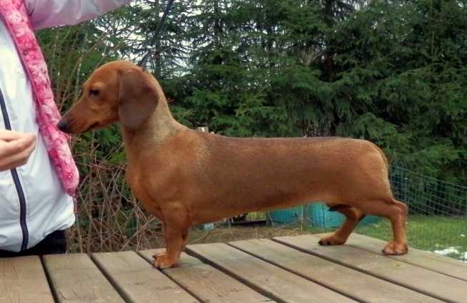 Saturannan Nostalgia