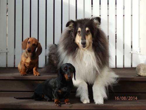 Lissu, Fiini ja Roki