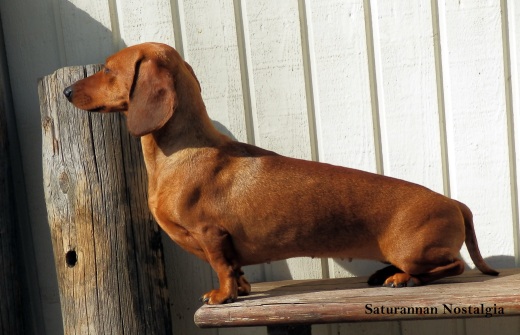 Noppa ulkona pentuvahdissa