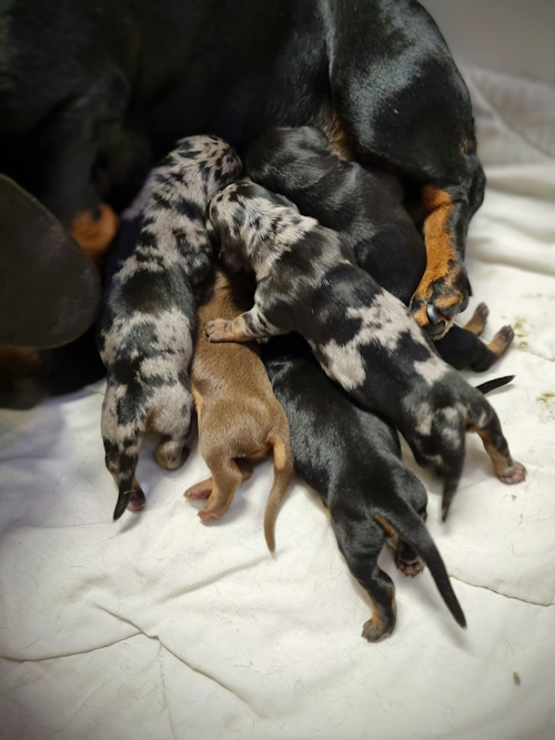 Kennel Saturannan M yr koiran Pentuja kennel-saturannan-m-yr-koiran-pentuja